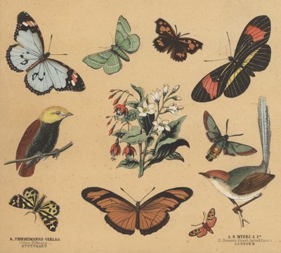 Scraps for Juveniles by European School