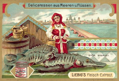 Sturgeon by European School