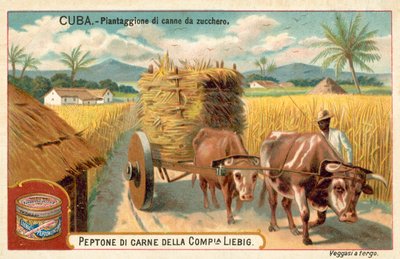 Sugar cane plantation, Cuba by European School