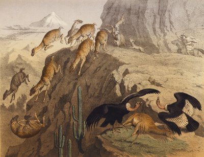 The Andes Mountains in Peru by European School