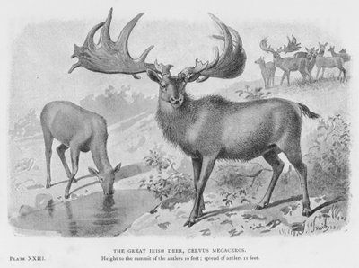 The Great Irish Deer, Cervus Megaceros by European School