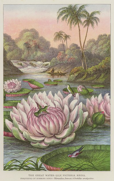 The Great Water-Lily, Victoria Regia by European School