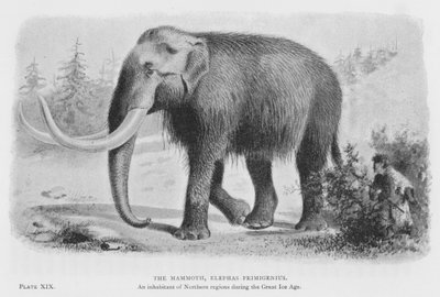 The Mammoth, Elephas Primigenius by European School
