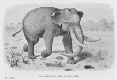 The Mastodon of Ohio, M Americanus by European School
