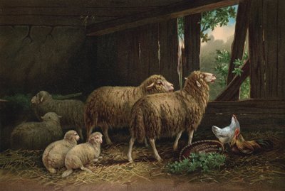 The Sheepfold by European School