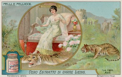 The Tiger by European School