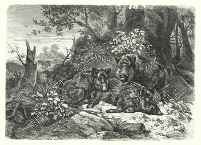 The wild bear by European School