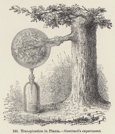 Transpiration in Plants, Guettard
