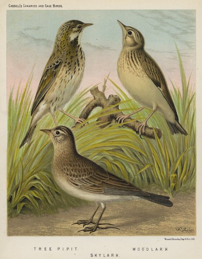 Tree Pipit, Woodlark, Skylark by European School