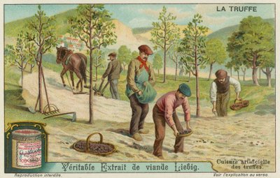 Truffles being grown artificially by European School