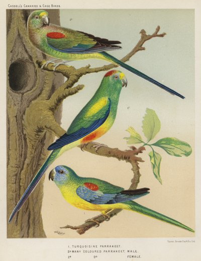 Turquoisine Parrakeet, Many Coloured Parrakeet, Male, Female by European School