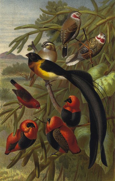 Weaver Bird by European School