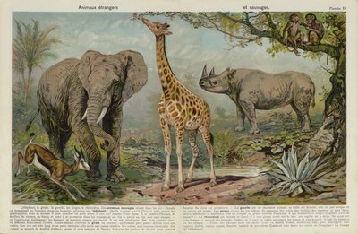 Wild Animals by European School