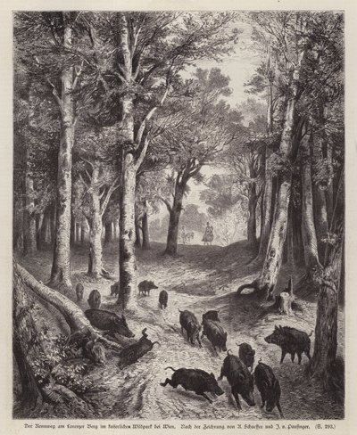 Wild Boar on the Lorenzer Berg in the Imperial Park in Vienna, Austria by European School