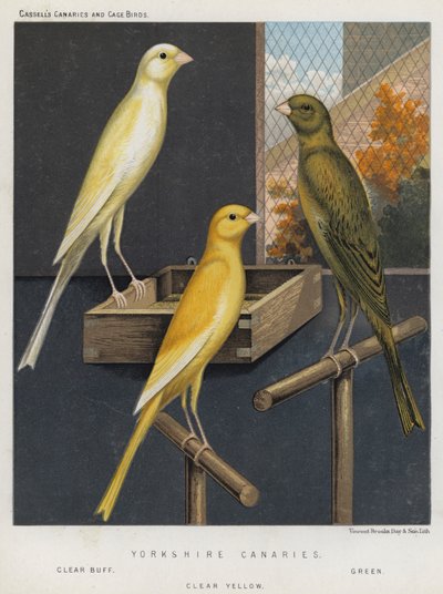 Yorkshire Canaries, Clear Buff, Green, Clear Yellow by European School