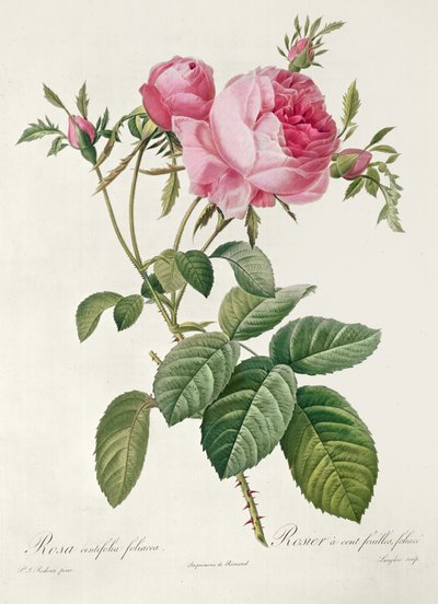 Thory, les Roses, Rosa Centifolia Foliaca by Eustache Hyacinthe Langlois
