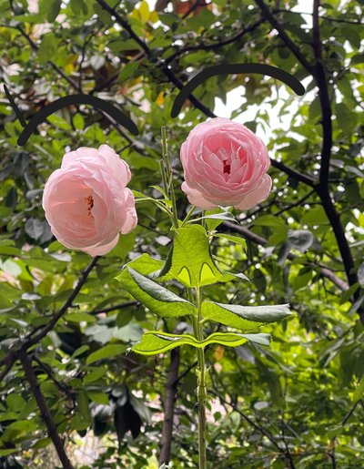 Rose Face by Evan Sklar