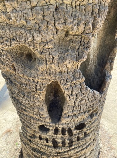Skull Tree by Evan Sklar