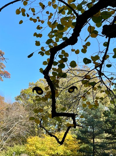 Smiling Tree Branch Face by Evan Sklar