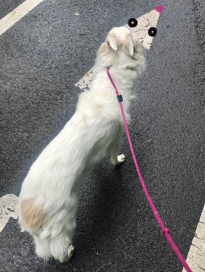 Walking Penny by Evan Sklar