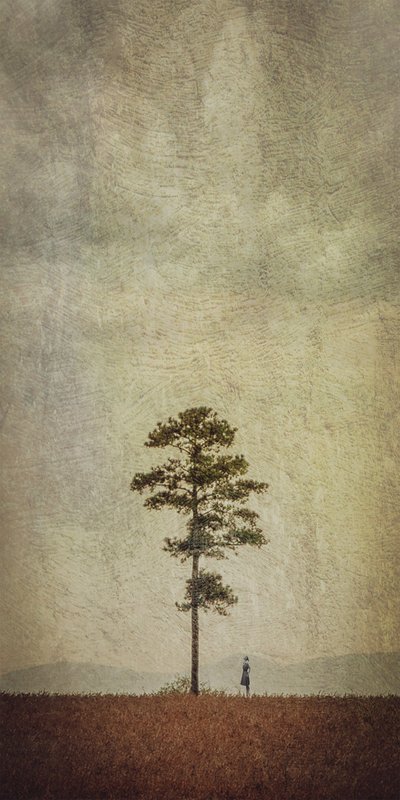 Solitary Tree Field by Evgenii Novichikhin