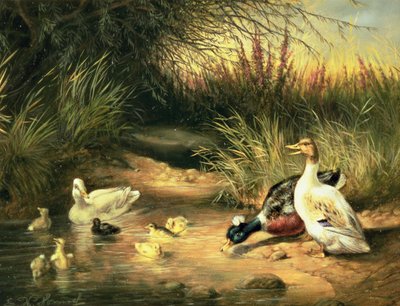 Ducks, Drake and Ducklings by Ewald Honnef