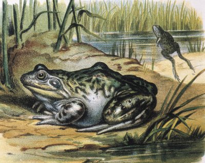 Bullfrog. Ranidae amphibian by F. (after) Padro