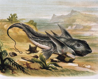 Chimaera (Chimaera arctica) (engraving after a drawing by F. Padro) by F. (after) Padro