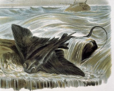 Eagle Ray (Myliobatis Aguila) Engraving After a Drawing by F. Padro. Engraving by F. (after) Padro