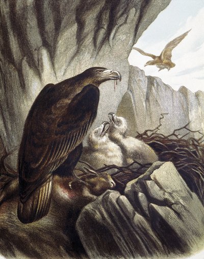 Eagles with their young. Engraving after a drawing by F. Padro. by F. (after) Padro