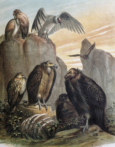 Engraving after a drawing by F. Padro by F. (after) Padro