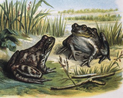 European Common Frog. Amphibians. Engraving after a drawing by F. Padro by F. (after) Padro