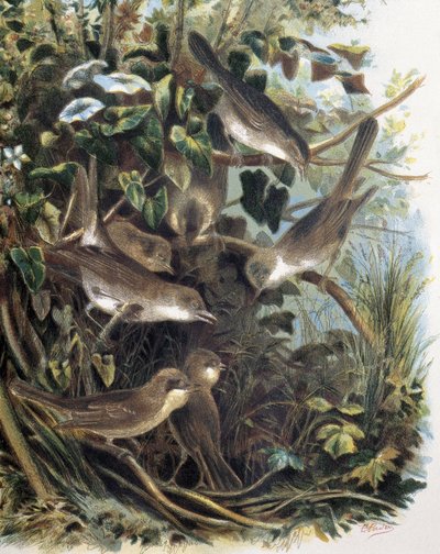 Group of Lesser Whitethroats (engraving after a drawing by F. Padro) by F. (after) Padro