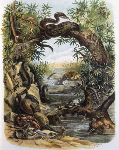 Reptiles and Crustaceans (engraving after a drawing by F. Padro) by F. (after) Padro