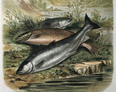 Salmons (engraving after a drawing by F. Padro) by F. (after) Padro