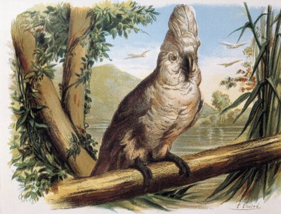 White Cockatoo. Engraving after a drawing by a F.Padro by F. (after) Padro