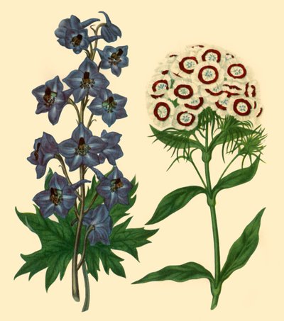 Larkspur and Sweet William: Delphinium elatum and Dianthus barbatus, 1805, 1946 by F Sansom