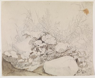 Plants and Rocks (Detail) by F. Sødring