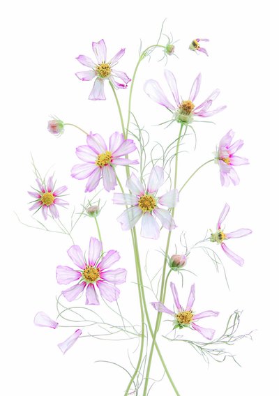 Ethereal Pink Cosmos by Fangping Zhou