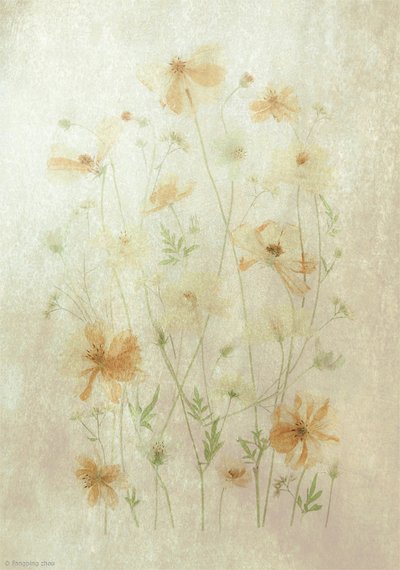 Faded Poppy Field by Fangping Zhou