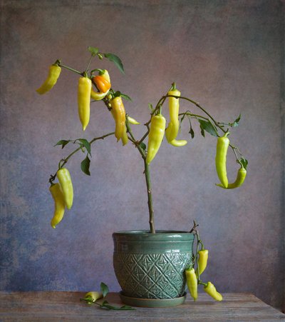 Rustic Potted Peppers by Fangping Zhou