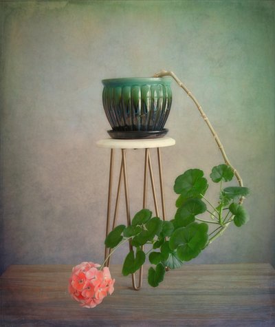 Trailing Geranium Bloom by Fangping Zhou