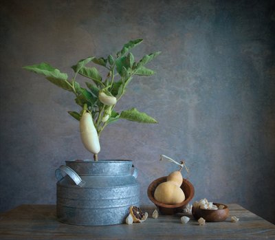 White Eggplant Still Life by Fangping Zhou