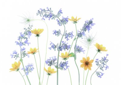 Wild Meadow Blooms by Fangping Zhou