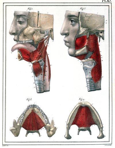 Anatomy of the Throat and Jaw, from 