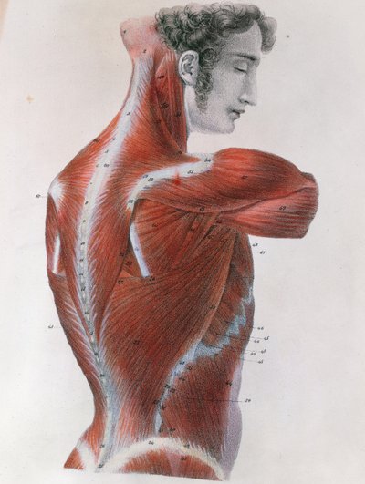 Flayed Torso, from 