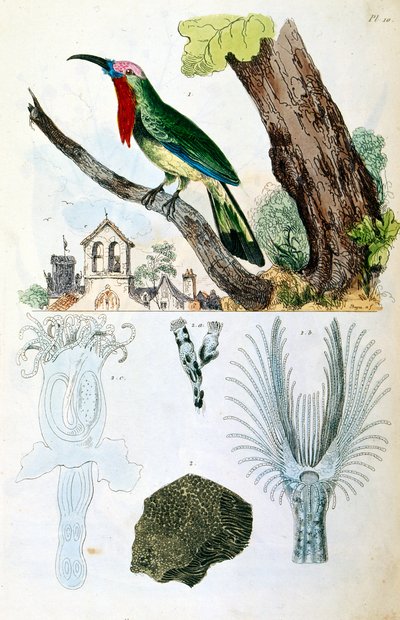 Botanical and zoological illustration from Dictionnaire pittoresque d