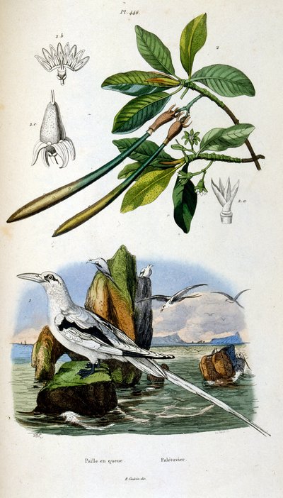 Botanical and zoological illustration from Dictionnaire pittoresque d