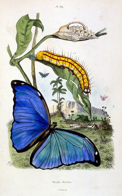 Botanical and zoological illustration from Dictionnaire pittoresque d