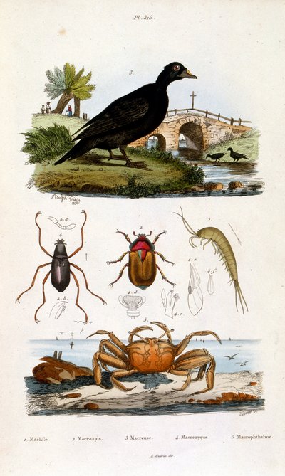 Botanical and zoological illustration from Dictionnaire pittoresque d